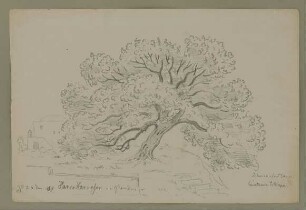 Ischia, „Johannisbrotbaum. Cenatonia Siliqua"