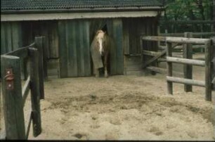 Fotografie: Pferdehaltung, Laufstallhaltung