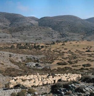 Kreta. Hirte und Schafherde auf dem Nida-Kampos, 1370 m, 2,5 x 1,5 km