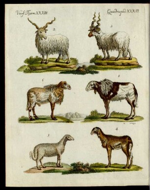 Schaafe verschiedener Art.