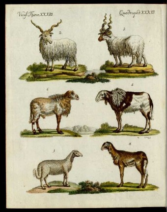 Schaafe verschiedener Art.