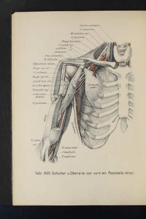Tafel XLIV. Schulter u. Oberarm von vorn mit Pectoralis major.