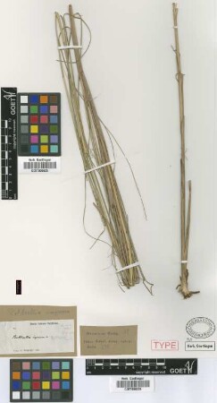 Rottboellia impressa Griseb. [holotype]