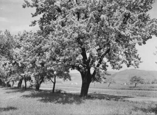 Erzgebirge. Arbesau (Varvažov / Tschechien). Blühende Obstbäume (Birne)