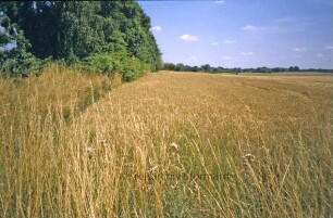 Gewerbegebiet Beimoor-Süd: Getreidefeld