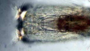 Farranula sp., Lanzarote 2022