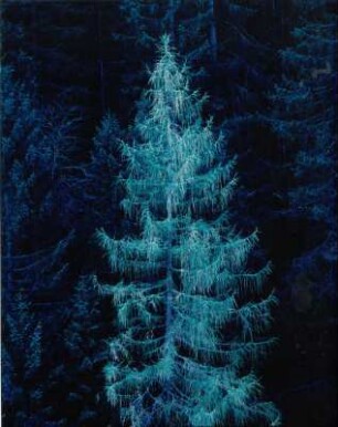 Ein sterbender Baum