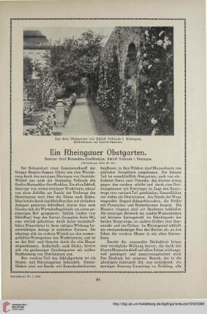 31: Ein Rheingauer Obstgarten : Besitzer Graf Matuschka-Greiffenklau, Schloß Vollrads i. Rheingau