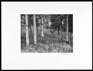Sproat Lake bis Aspen Country. Birkengruppe