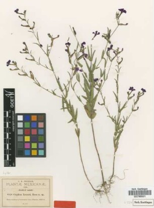Cuphea lozani Rose [type]