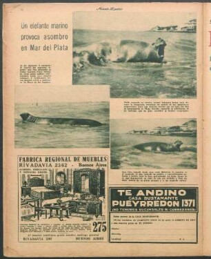 Un elefante marino provoca asombro en Mar del Plata [Fotografías]