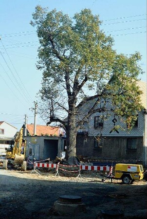 großer Baum am Rande der ausgebaggerten Dorfstraße