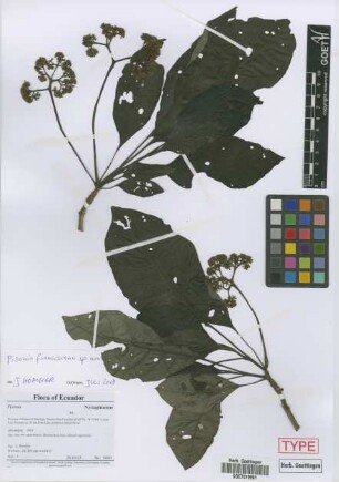 Pisonia franciscana[type]