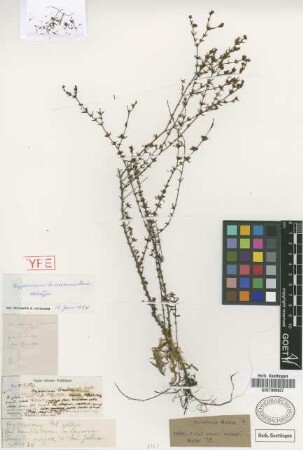 Hypericum limosum Griseb. [holotype]