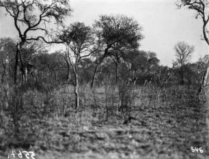 Giraffen und Zebras : Links im Hintergrund zwei Giraffen, eine davon verdeckt durch einen Baum. Rechts daneben zwei Zebras im Krüger-Nationalpark.