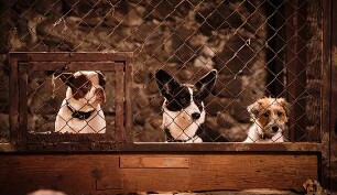 Lassie - Ein neues Abenteuer