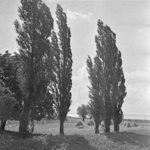 Sommerlandschaft