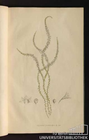 [Tab. 35.] Epacris pulchella R. Br.