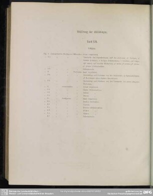 Erklärung der Abbildungen. Tafel XVI