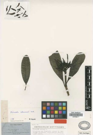 Plumeria obtusa L. var. Griseb. laevis[holotype]