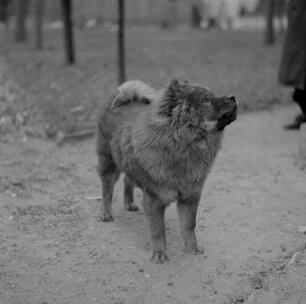 Porträt eines Hundes