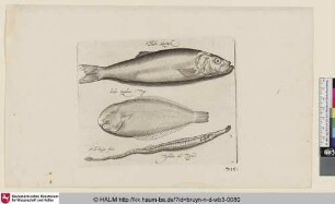 Halec. Harinck; Solea Lingulaca Tonge; Typhline vel Typhle [Hering, Seezunge und Seenadel; A Herring, Sole, and Long Fish]