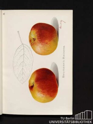 5. Baumann's Reinette.