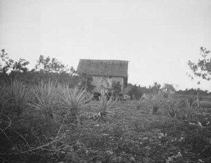 Bauernhaus auf der Insel Mactan : Ansicht über Anpflanzung von Sisal-Agaven (Agave sisalana)
