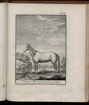 Tab. II. Kirgisisch Pferd nach dem Leben gezeichnet.