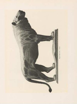 Löwe, Bronze