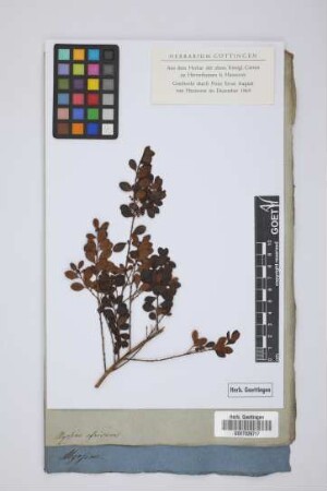 Myrsine africana