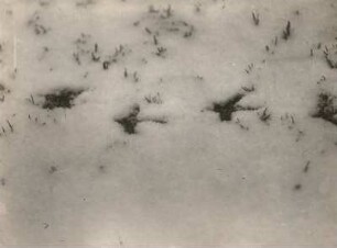 Südkarpaten (Rumänien). Auerhuhn (Tetrao urogallus), Geläufe im Schnee