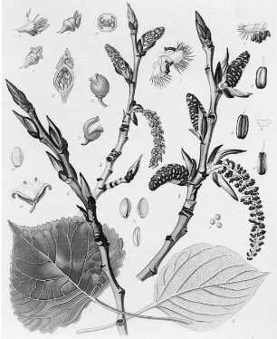 Schwarzpappel (populus nigra), farbig : Geographie | Wirtschaftsgeographie | Gerb-, Flecht- und Papierstoffe liefernde Pflanzen | Holzliefernde Pflanzen; Futterpflanzen