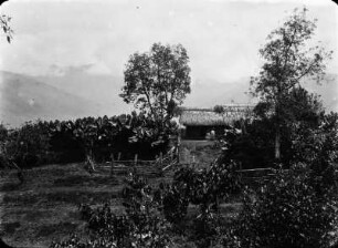 Pararani bei Mapiri : Hütte mit Plantage