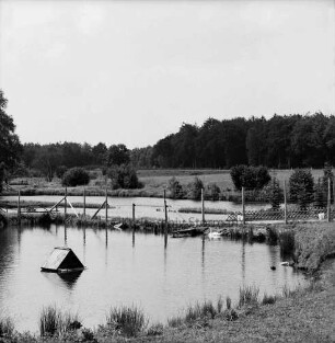 Tierpark Karnaphof: Teichlandschaft mit eingezäunten Gehegen: Wassergeflügel: hinten Wald
