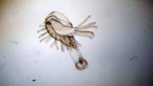 Phoronis muelleri, actinotrocha larva Helgoland 2020