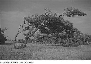 Darß. Weststrand. Windflüchter