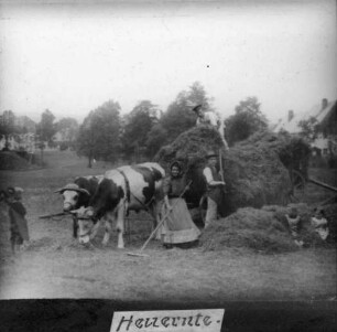 Heuernte auf der Preßnitzwiese