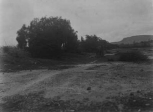 Mexikanische Landschaft : Zwei Pferde in einer mexikanischen Landschaft. Im Hintergrund Kakteen, links Bäume.