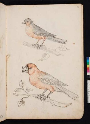 Vogel auf Zweig