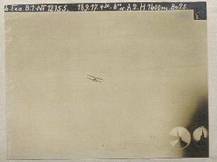 Albatros im Fluge (1600 m)