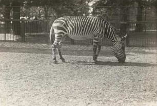 Hamburg. Zoologischer Garten. Bergzebra (Equus zebra L.)