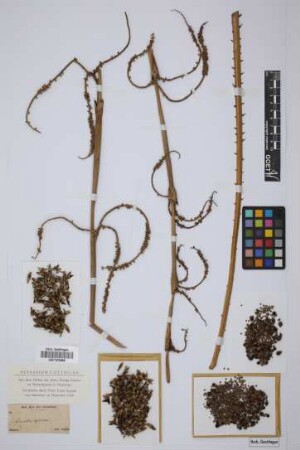 Licuala spinosa