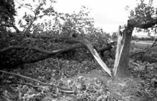 Denzlingen: Sturmschäden, gebrochener Baum