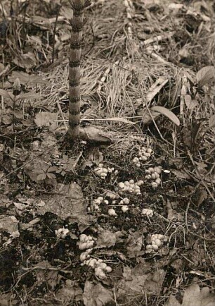 Blutmilchpilz (Lycogala epidendrum)