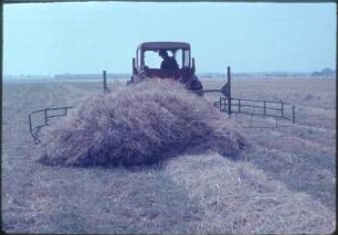 Heckschiebesammler Flatow angebaut am Traktor Belarus, beim Zusammenschieben von Heuschwaden