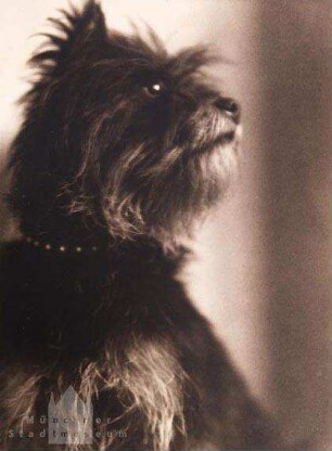 Hund "Teufel"