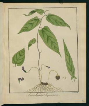 34r, Aristolochia Serpentaria