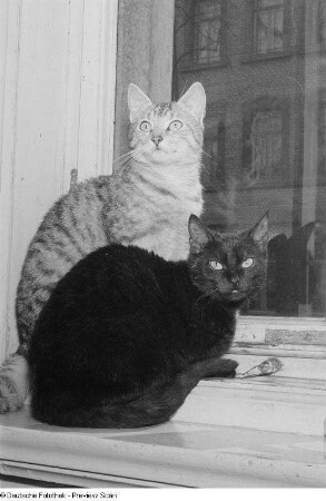 Zwei Katzen am Fenster