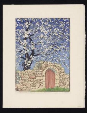 Kirschblüte